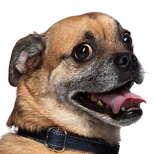 Bruno The Dog