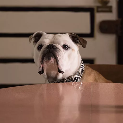 Nellie