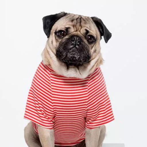 Doug the Pug