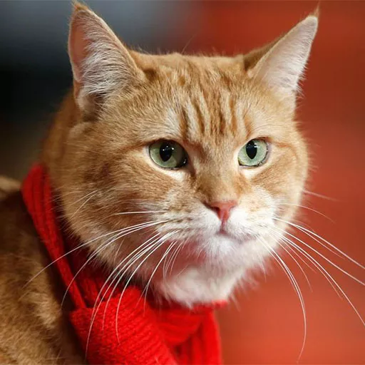 Bob the Cat